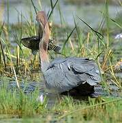 Goliath Heron