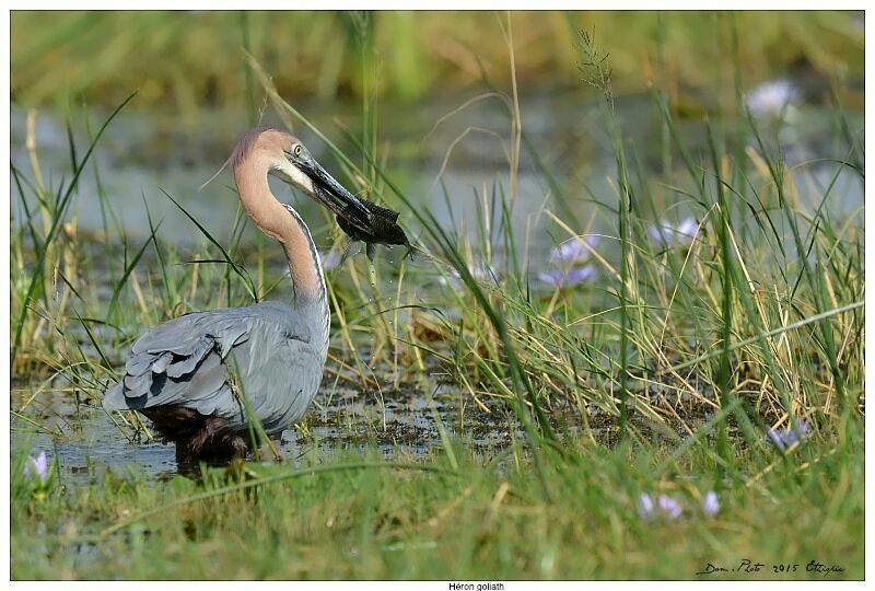 Goliath Heron