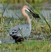 Goliath Heron