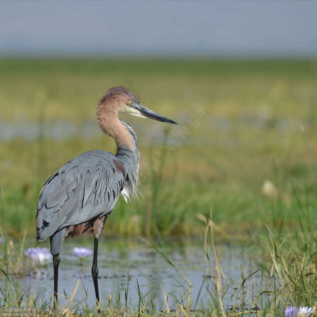 Goliath Heronadult, identification