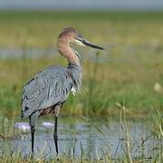 Goliath Heron