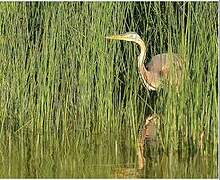 Purple Heron