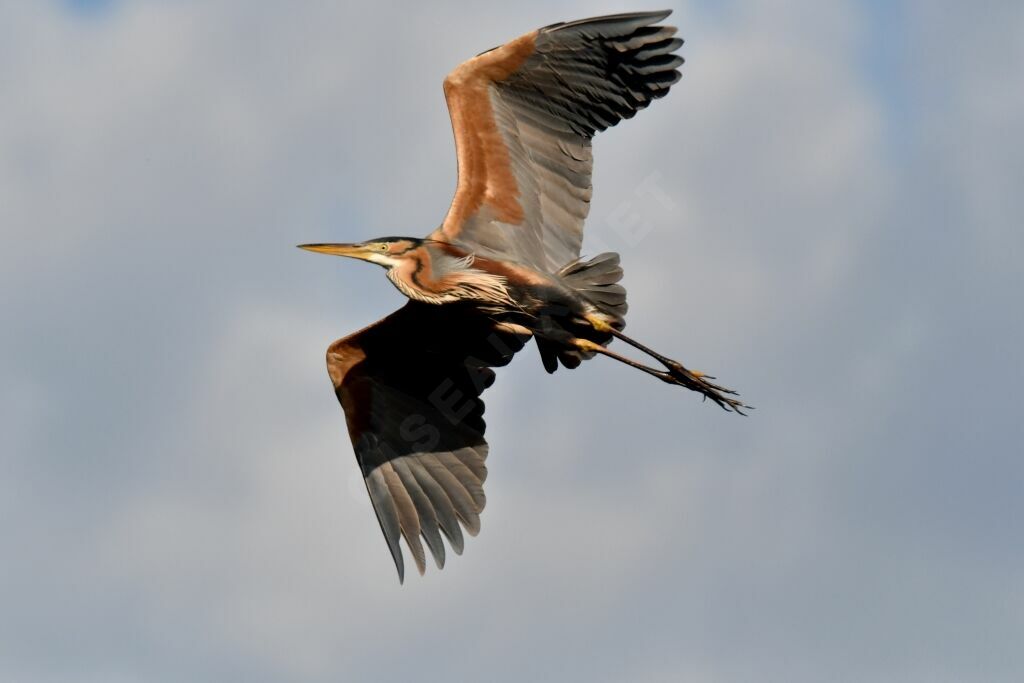 Purple Heron