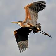 Purple Heron