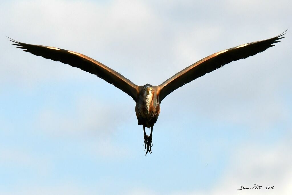 Purple Heron
