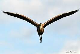 Purple Heron