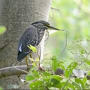 Striated Heron