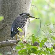 Striated Heron