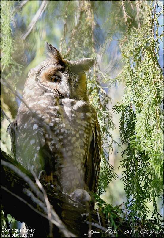 Hibou d'Abyssinieadulte, identification