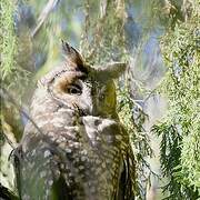 Hibou d'Abyssinie