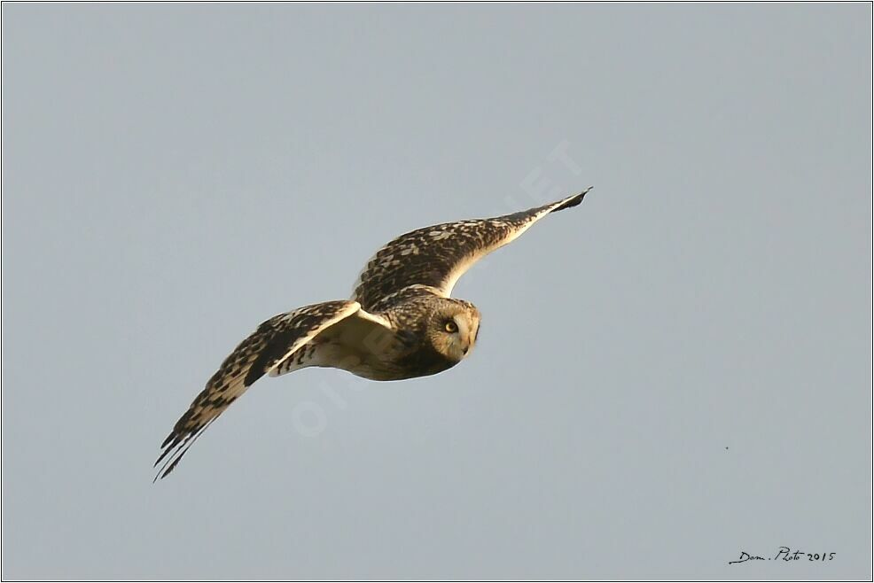 Hibou des marais