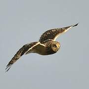 Short-eared Owl