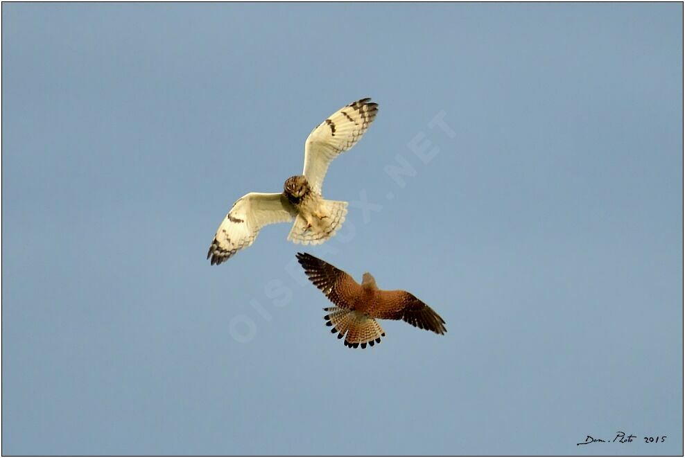 Short-eared Owl