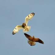 Short-eared Owl