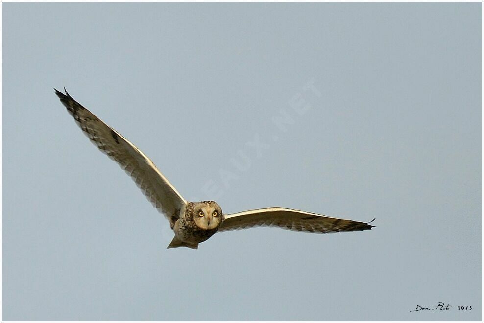 Hibou des marais