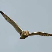 Short-eared Owl