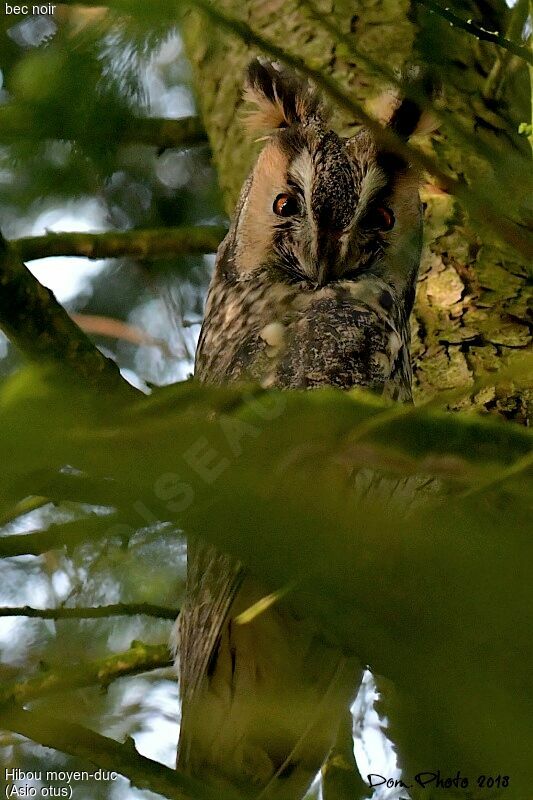 Long-eared Owl