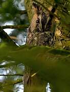 Long-eared Owl