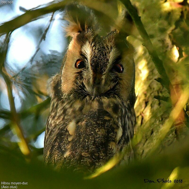 Long-eared Owl