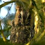 Hibou moyen-duc
