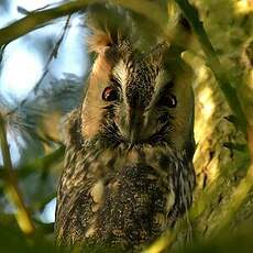Hibou moyen-duc