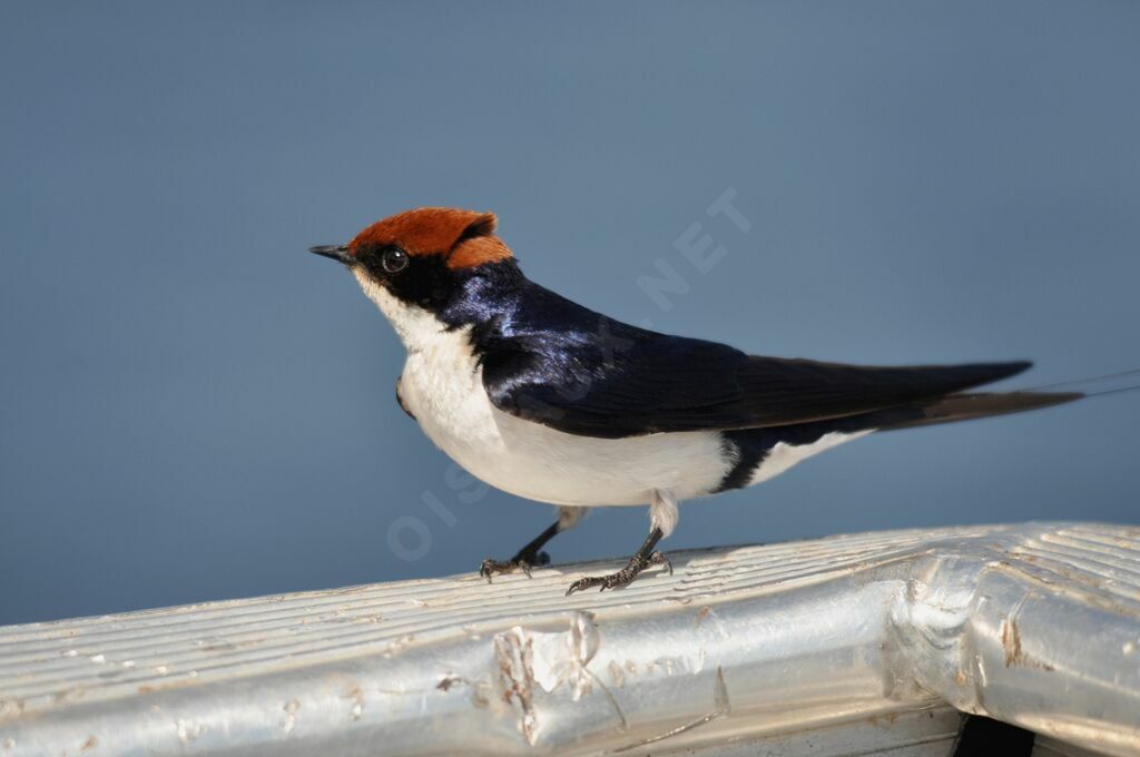 Hirondelle à longs brins