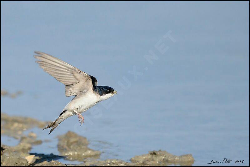 Western House Martin