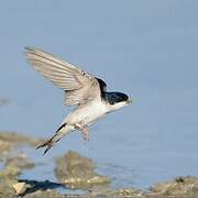 Western House Martin