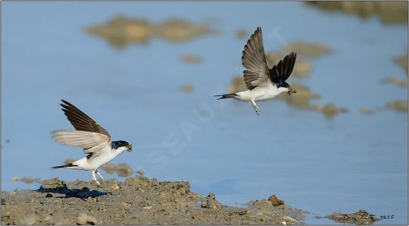 Common House Martin