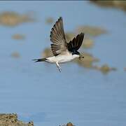 Common House Martin