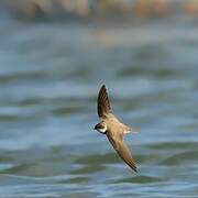 Sand Martin