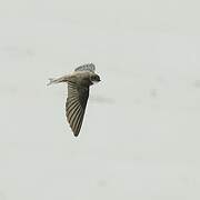 Sand Martin