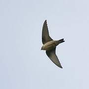 Eurasian Crag Martin