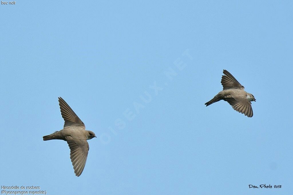 Eurasian Crag Martin