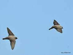 Eurasian Crag Martin