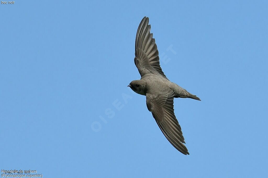 Eurasian Crag Martin