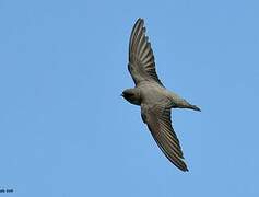 Eurasian Crag Martin