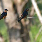 Hirondelle du Sri Lanka