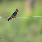 Hirondelle du Sri Lanka