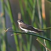 Brown-throated Martin