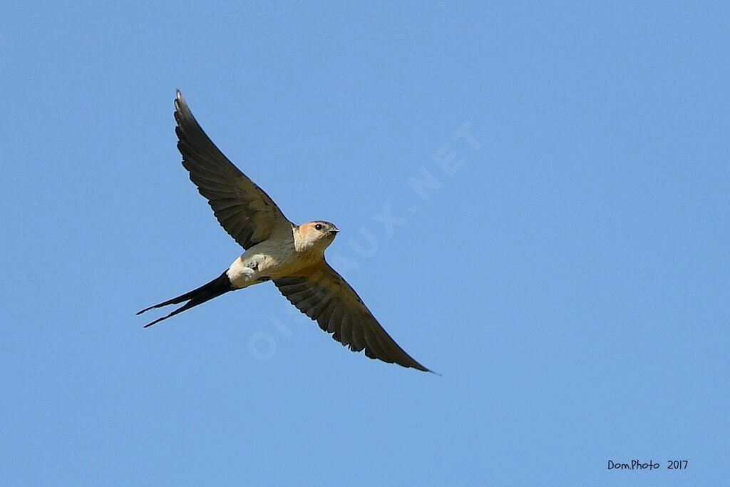 European Red-rumped Swallow