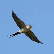 Red-rumped Swallow