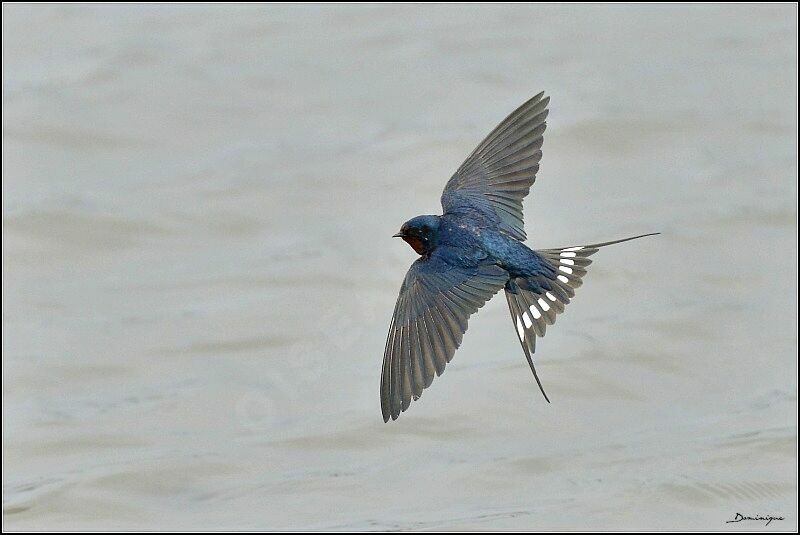 Barn Swallow