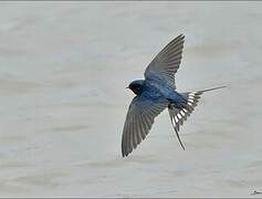 Barn Swallow