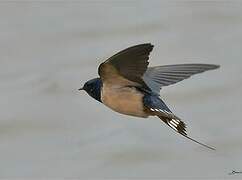 Barn Swallow