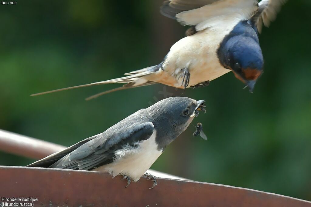 Barn Swallow