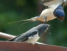 Barn Swallow