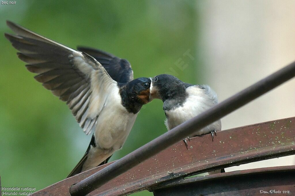 Barn Swallow