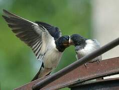 Barn Swallow