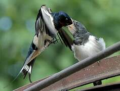 Barn Swallow